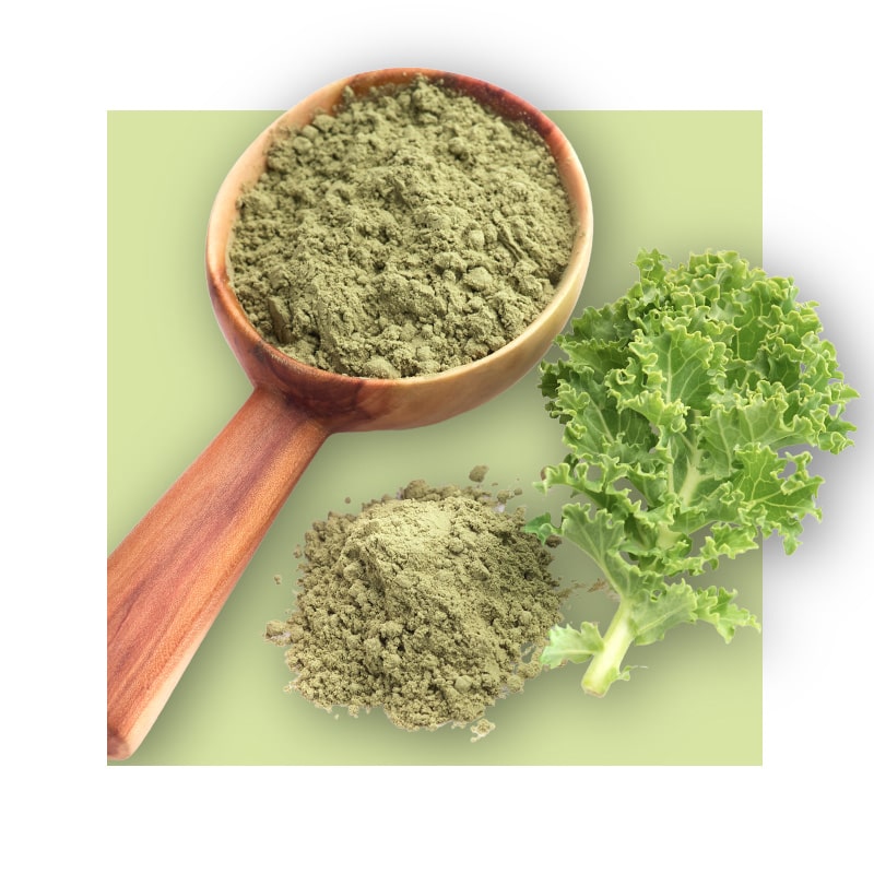 image of cabbage powder and leaves