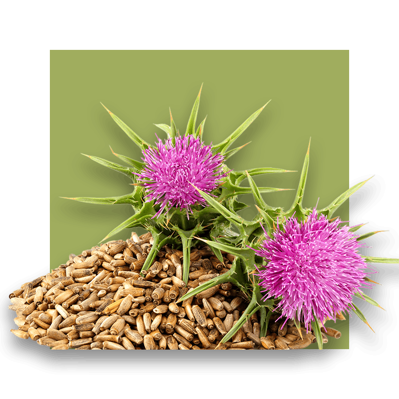 image of milk thistle