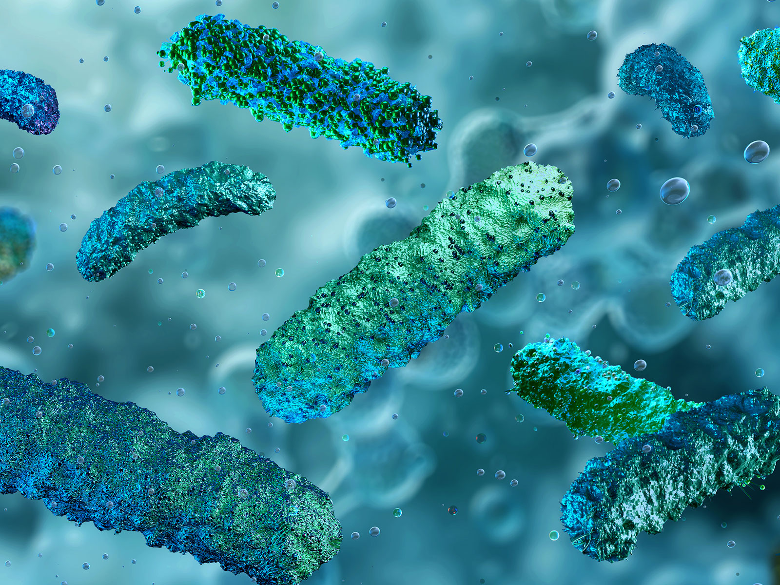 image of bacteria