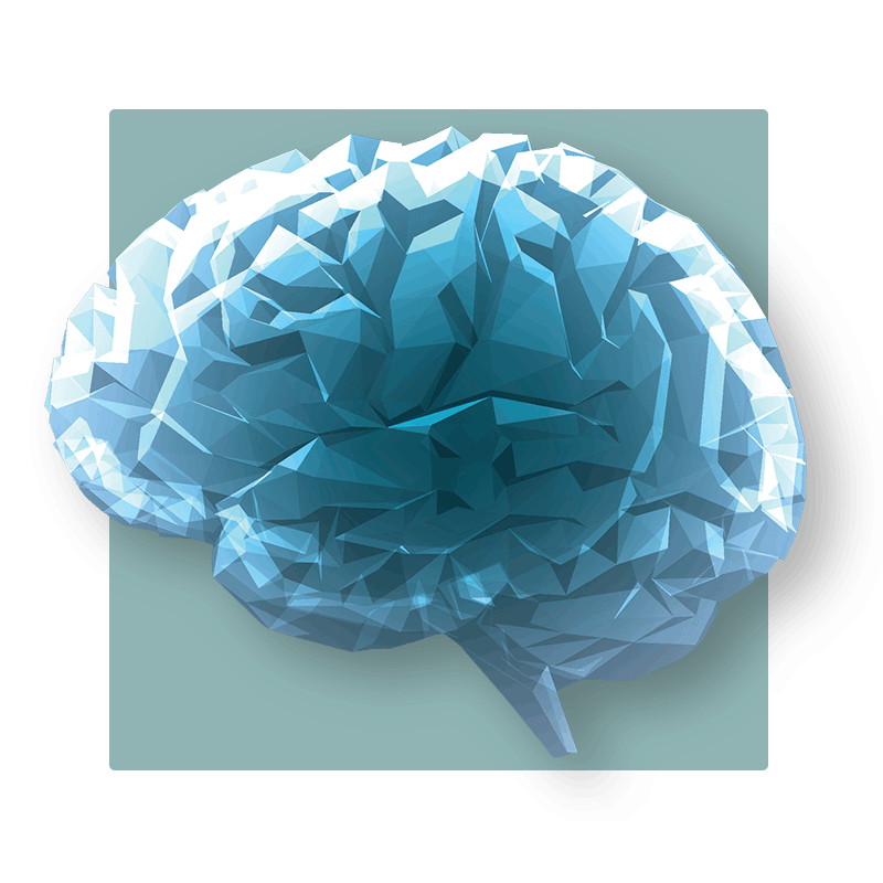 image of brain