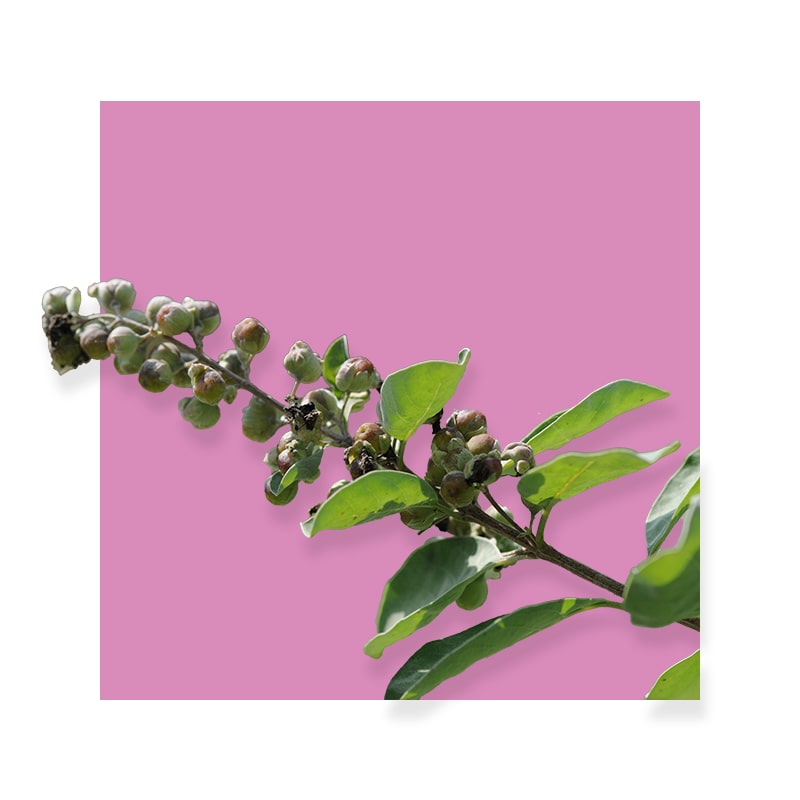 image of Chaste Berry