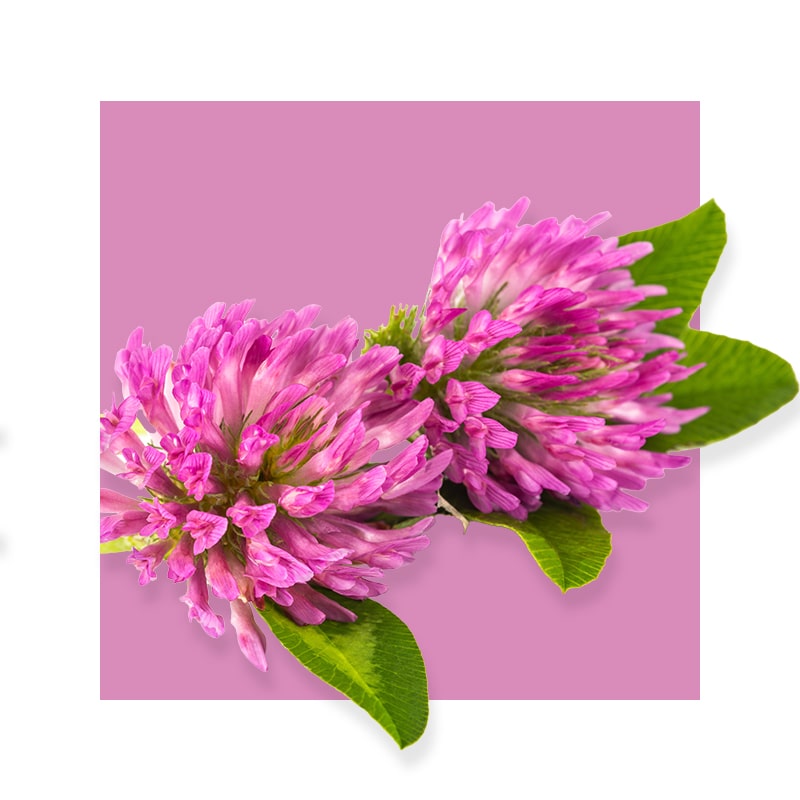 image of red clover flower